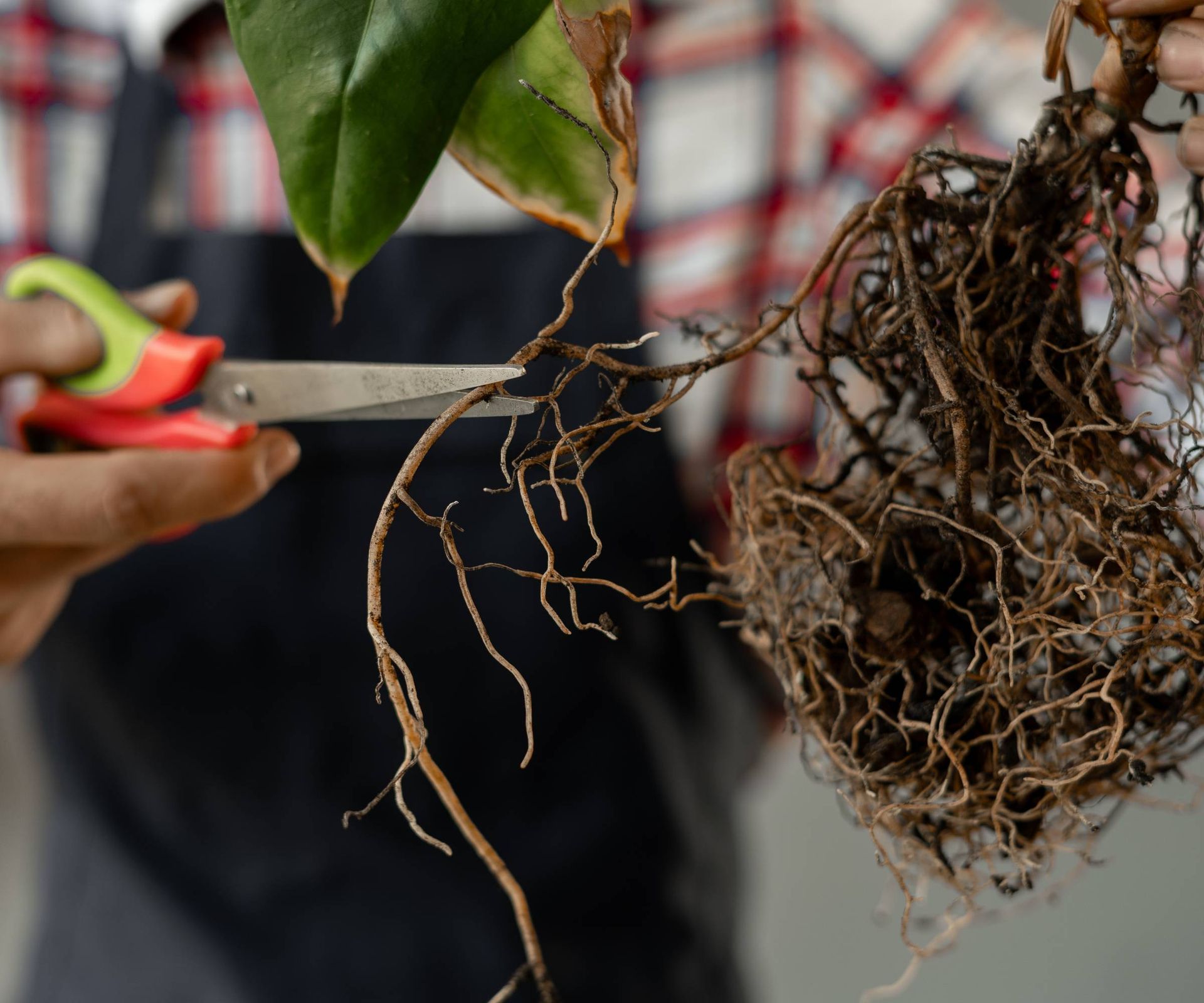 Scissors pruning roots of a houseplant