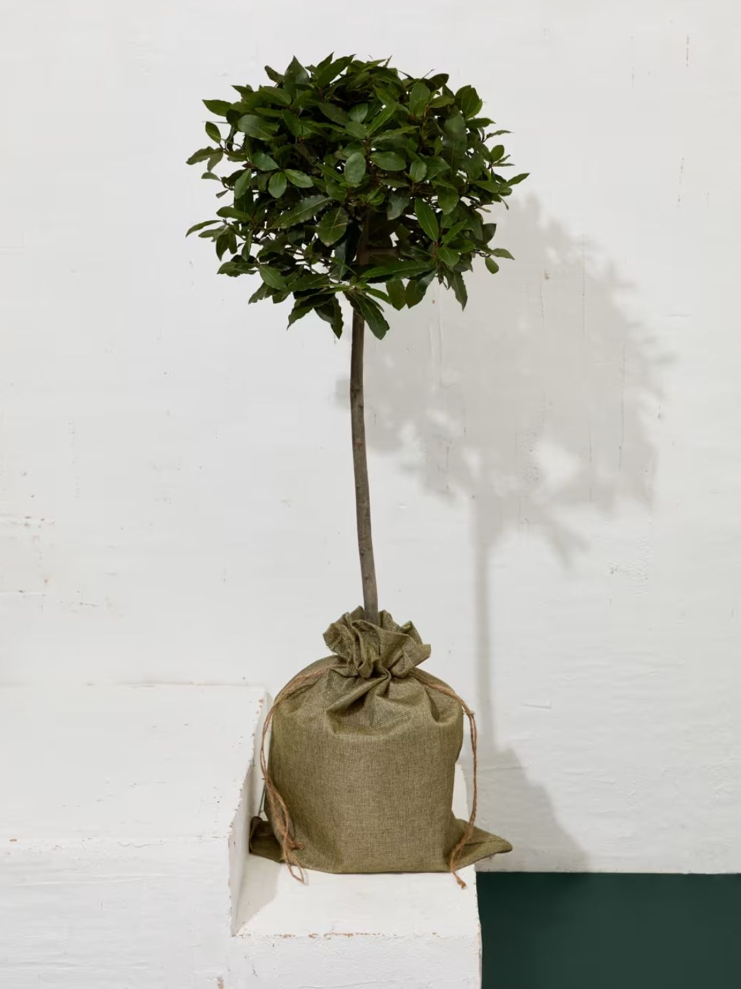 A bay tree in a hessian bag from M&amp;amp;S
