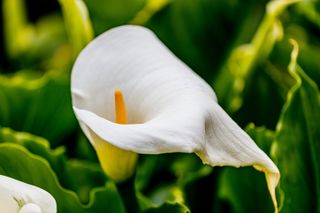 Arum Lily plant in the garden