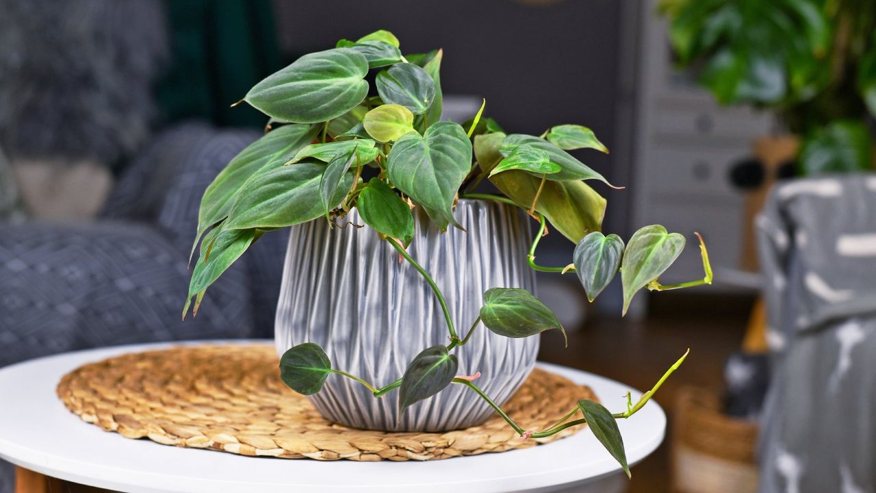 Potted philodendron micans on a table