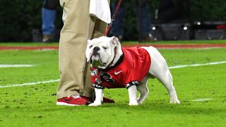 Uga the dog standing on the football field wearing his University of Georgia jersey