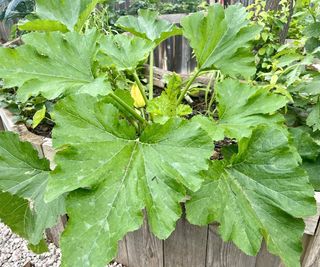 Squash plants growing in a wooden container