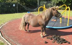 mr-nibbles-2.jpg