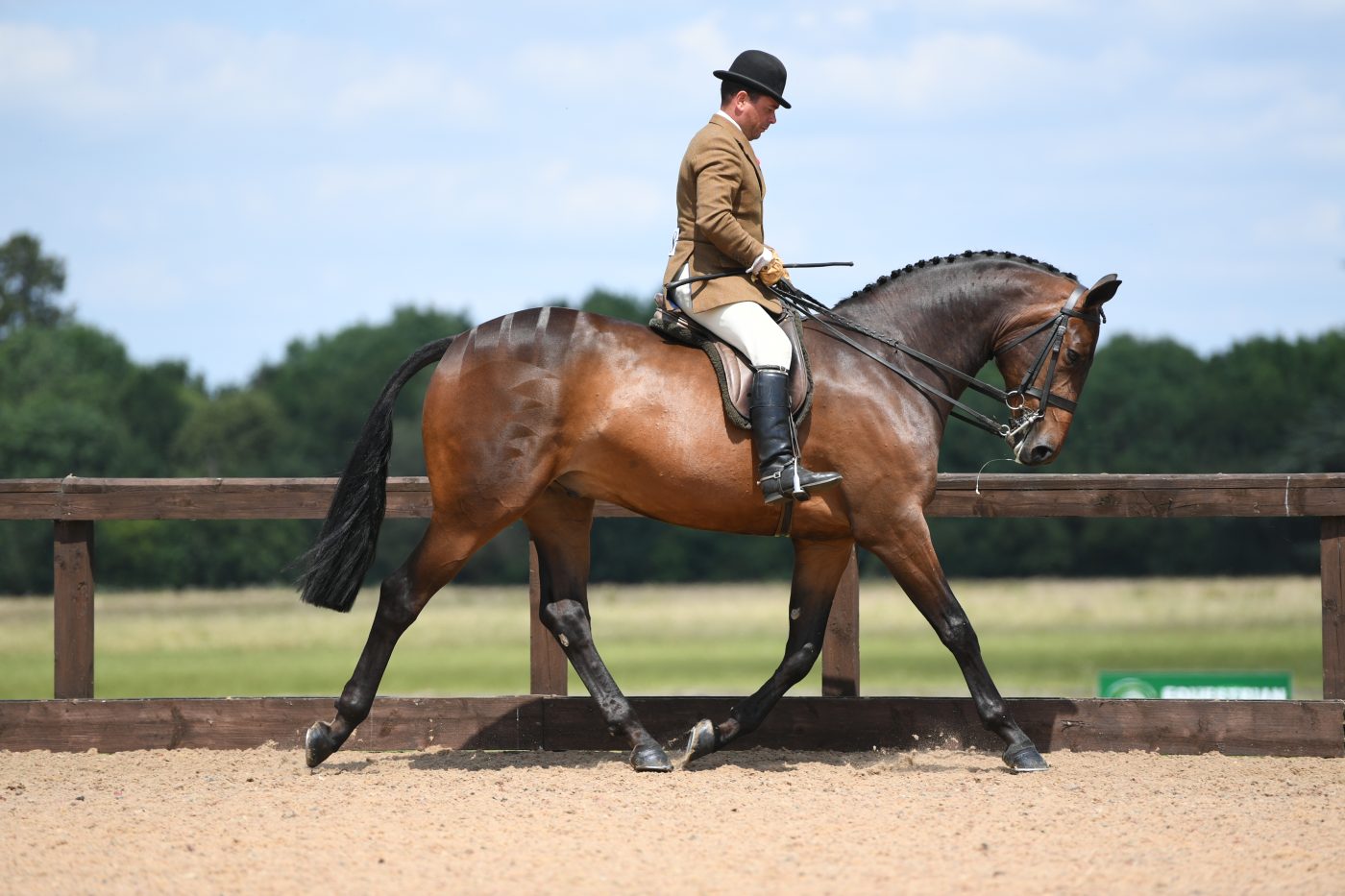 HorseNo188_HunterShow_PN19_35977-e1562585833665.jpg