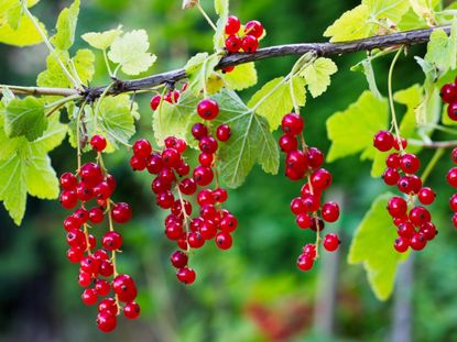 Red Berried Currant Bush