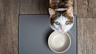 Cat stood in front of empty food bowl looking up at camera