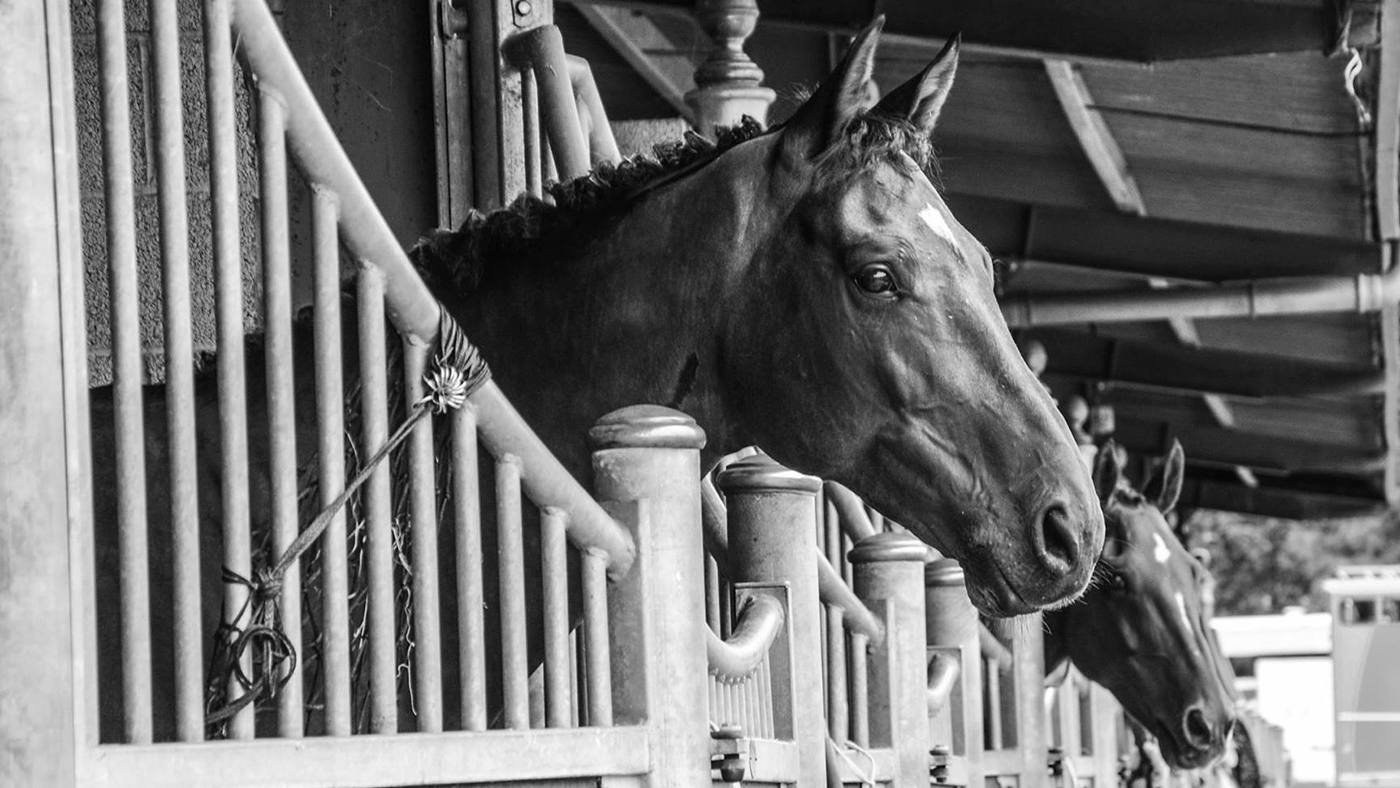 Stable-shot