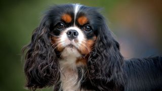 Black and white Cavalier King Charles Spaniel