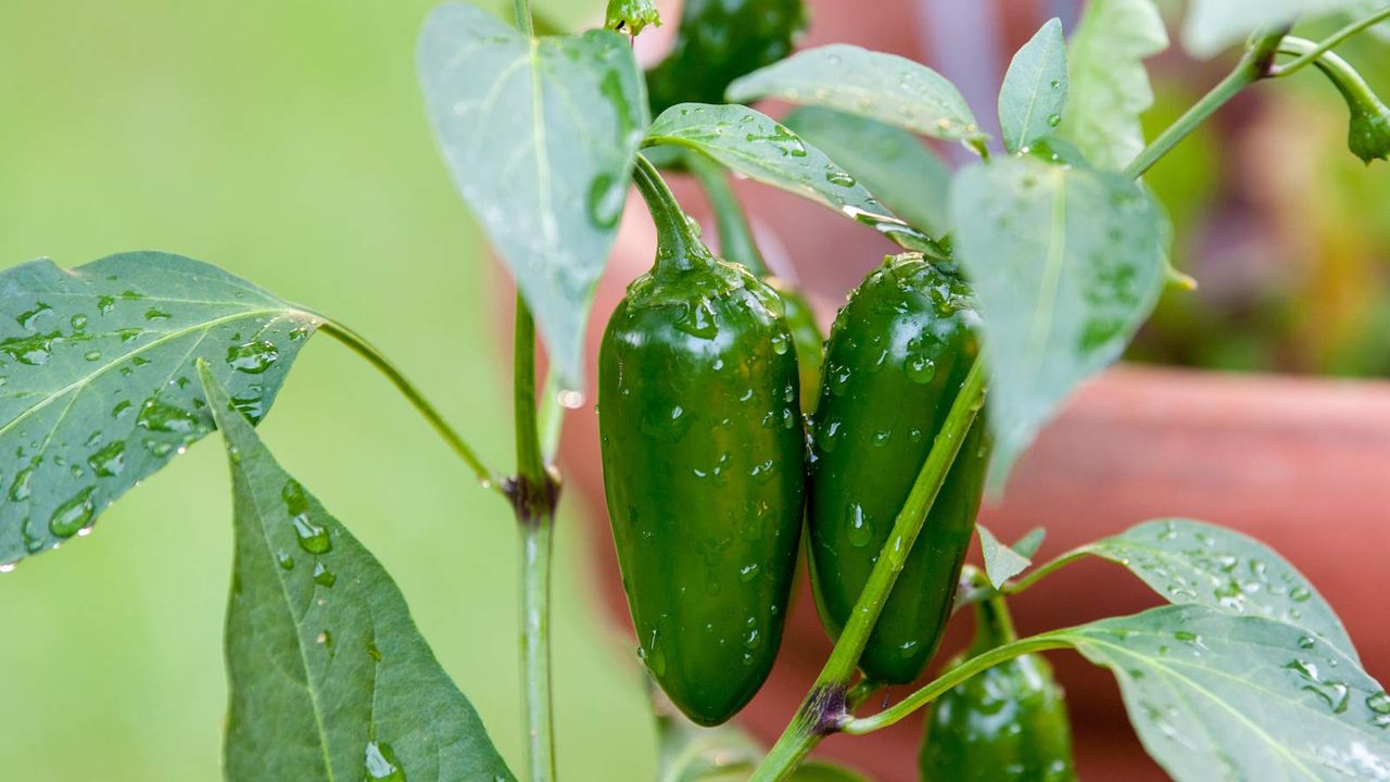 Jalapeno peppers growing on a plant in a pot