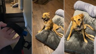 Photos of a dog reacting to its wheelchair harness