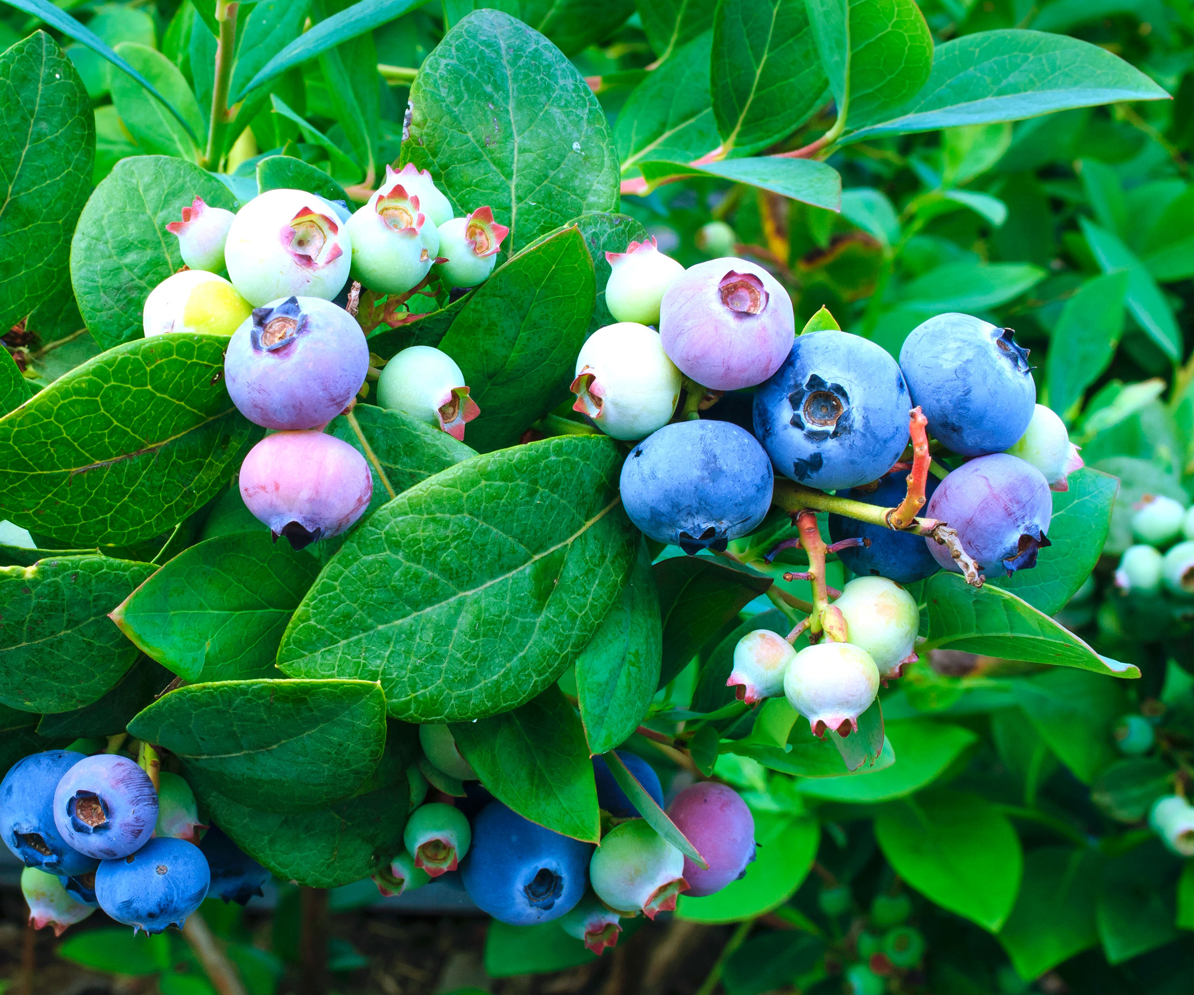blueberry shrub showing different colored fruits and ripening berries