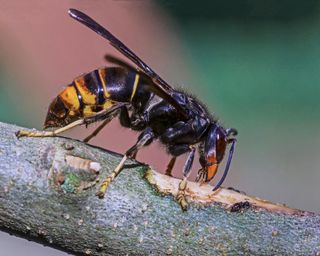 killer Asian hornet on a branch