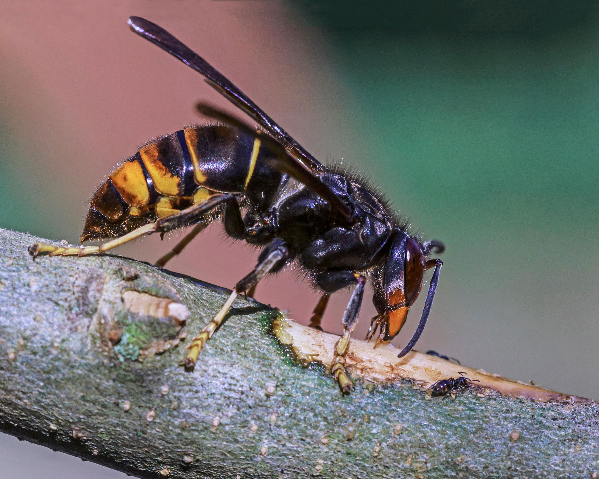 Experts Issue Warnings As Killer Asian Hornets Spotted In UK | Gardeningetc