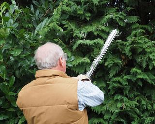man cutting back an evergreen conifer with a cordless hedge trimmer