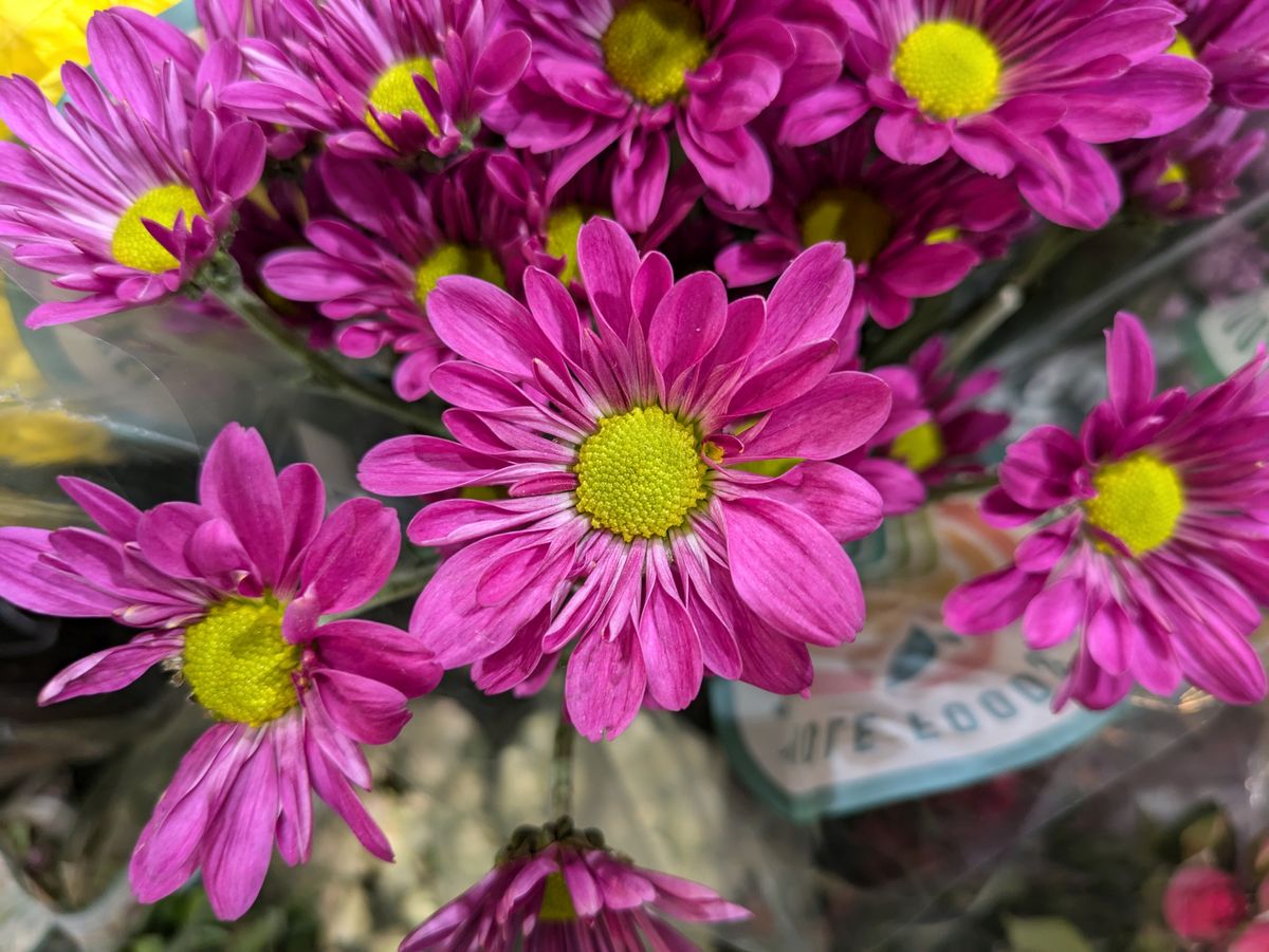 Google Pixel 8a main camera sample.