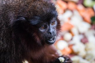 The weird Jamaican sloth-monkey (<em>X. mcgregori</em>) was most closely related to the titi monkeys, like this red titi monkey, <em>Callicebus cupreus</em>.