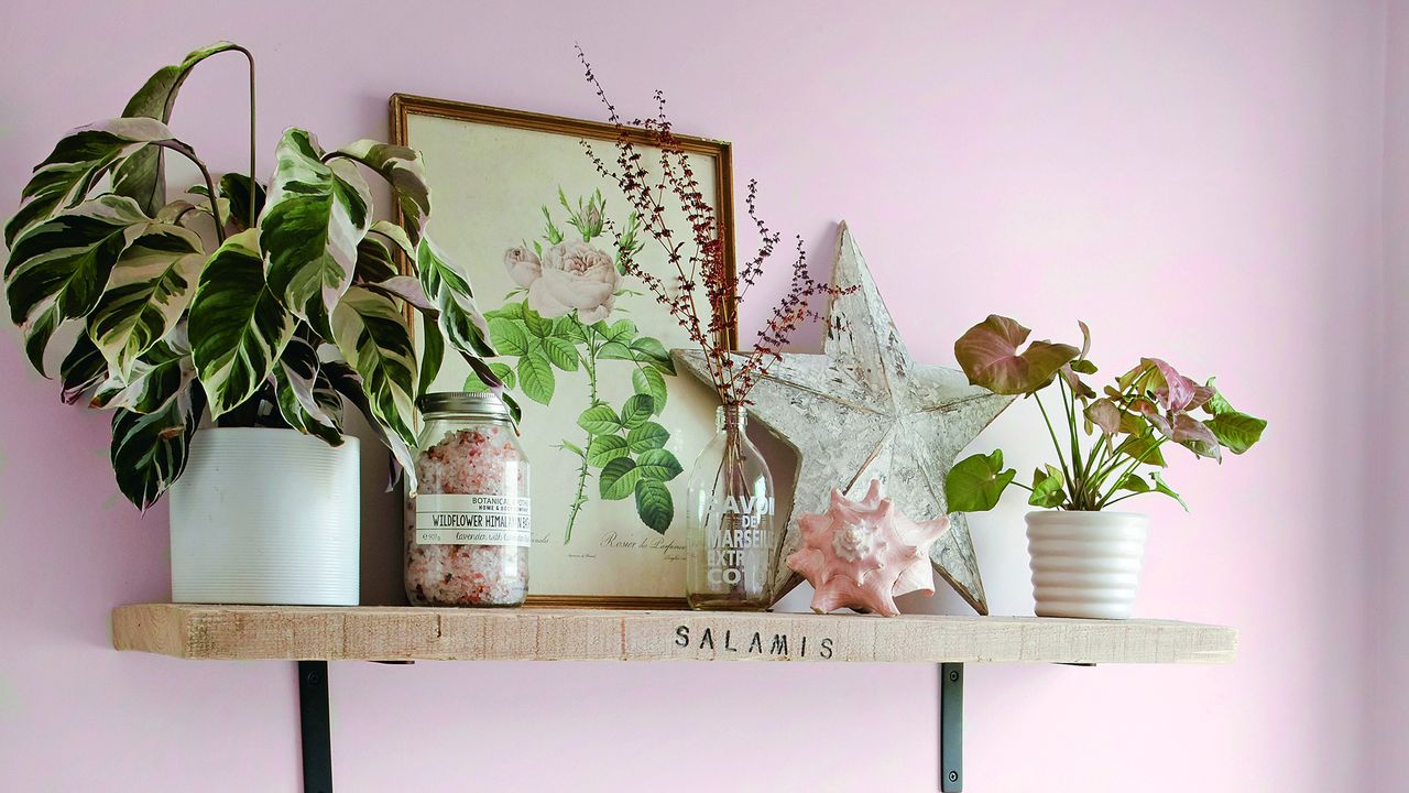 Pink-painted bathroom with a shelf filled with houseplants