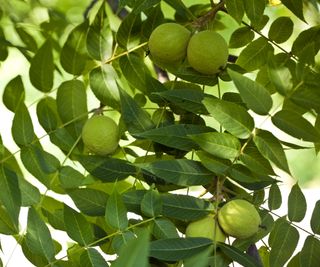 Walnuts on a black walnut tree