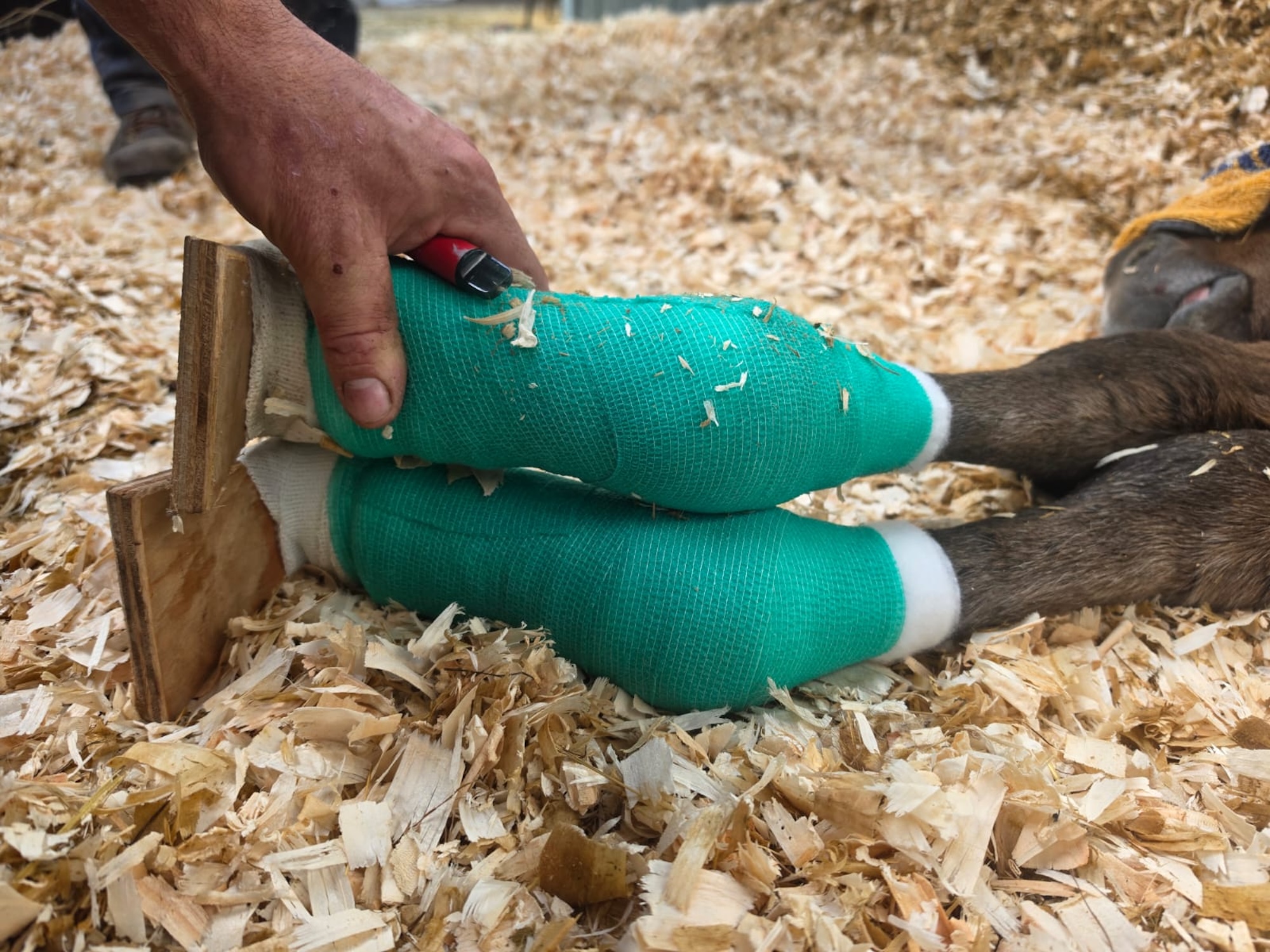 The filly's bandaged legs with supports