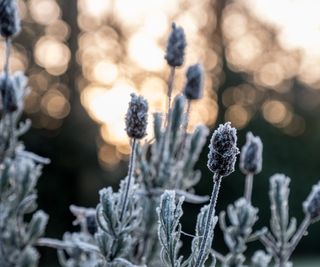 Close up of lavender plant covered in frost