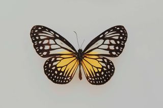Butterfly Duo Wallpaper Hub