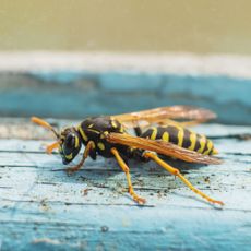 Paper wasp on painted wood