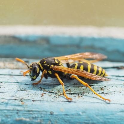 Paper wasp on painted wood