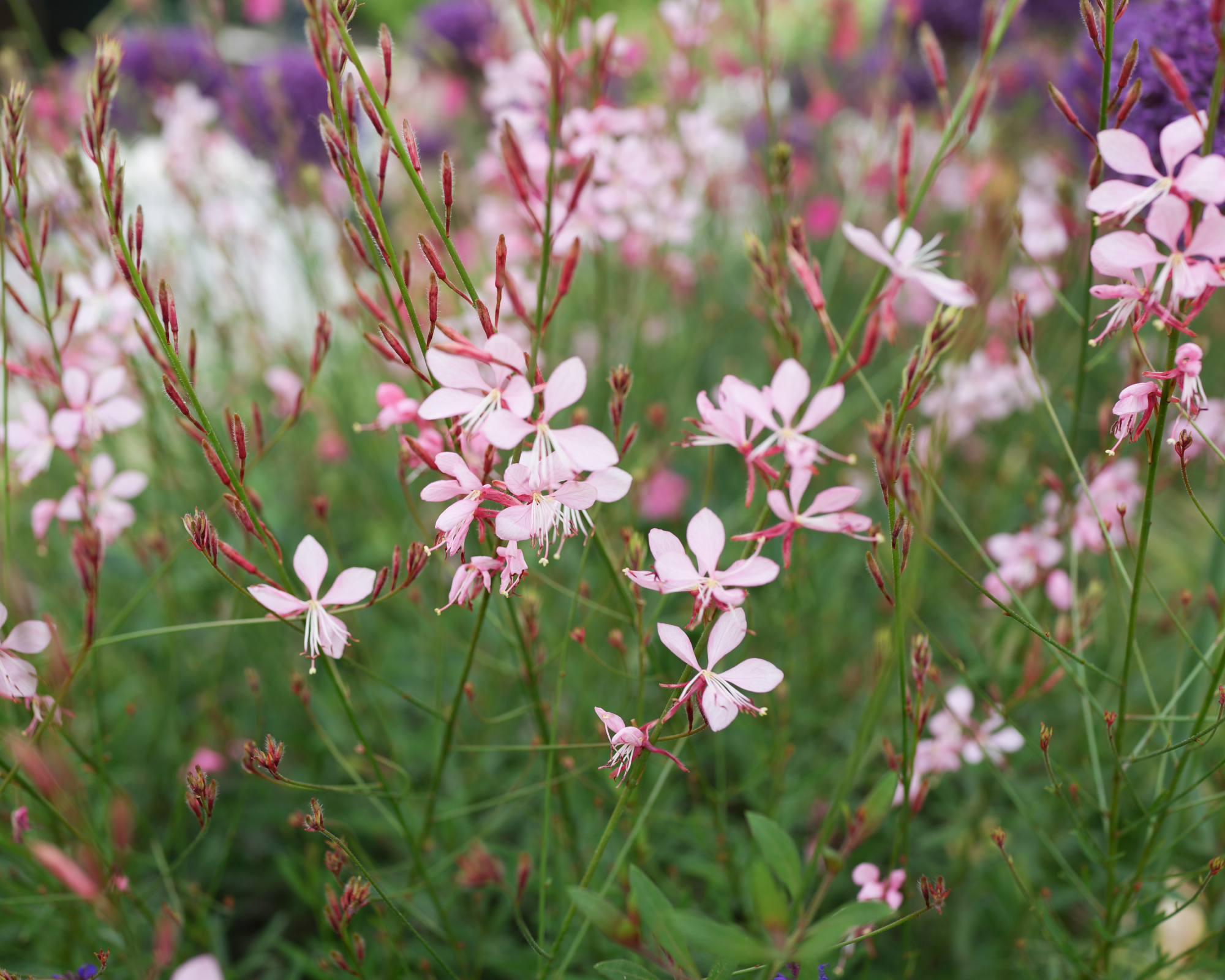 Gaura lindheimeri &amp;lsquo;Whirling Butterflies&amp;rsquo; growing in a perennial garden