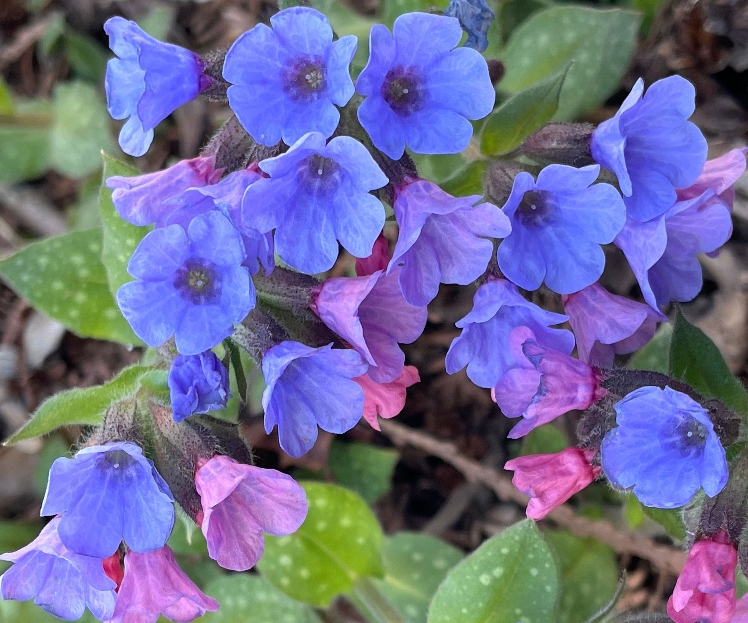 lungwort plant with purple blue flowers