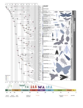 A collaborative effort between more than 100 scientists, the insect phylogenetic tree is based on genetic information from 144 carefully chosen species.
