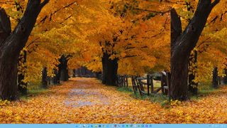 Windows default wallpapers across different OSes