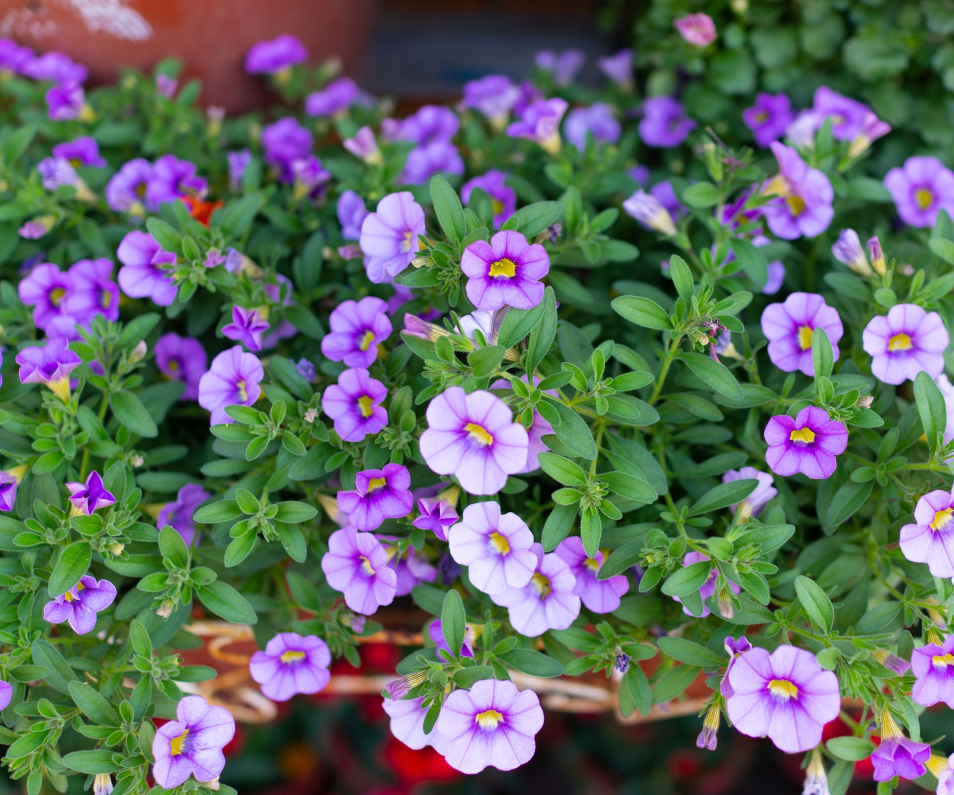 Close up lilac purple calibrachoa in hanging basket