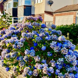 A front garden dominated by a bright blue hydrangea plant