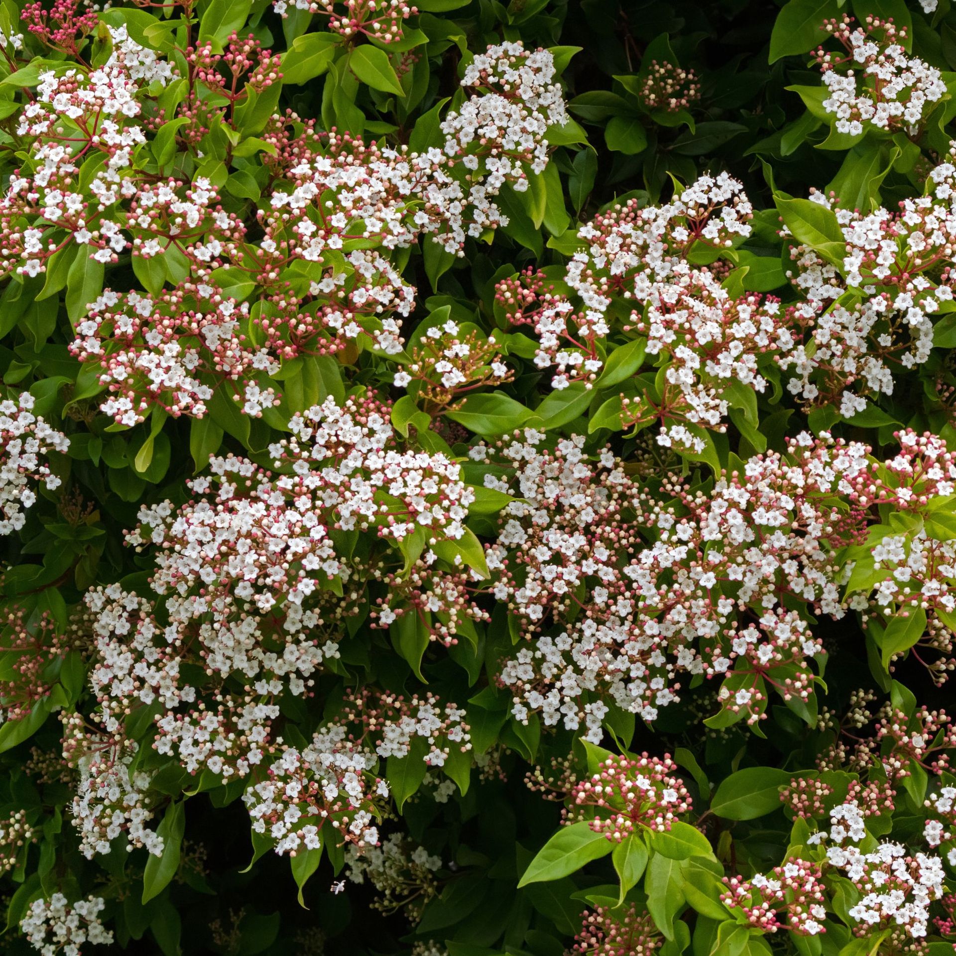 viburnum tinus in autumn garden