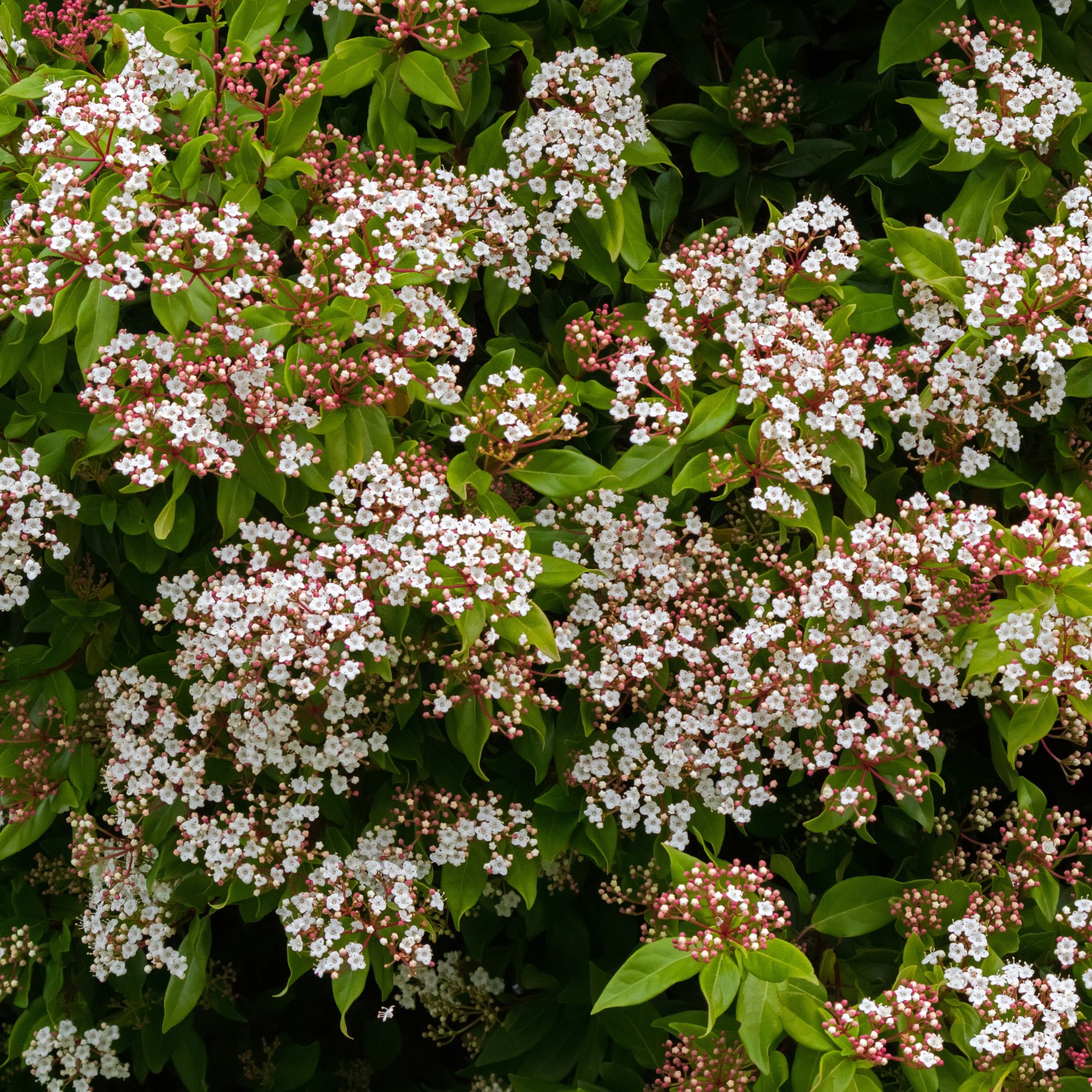viburnum tinus in autumn garden