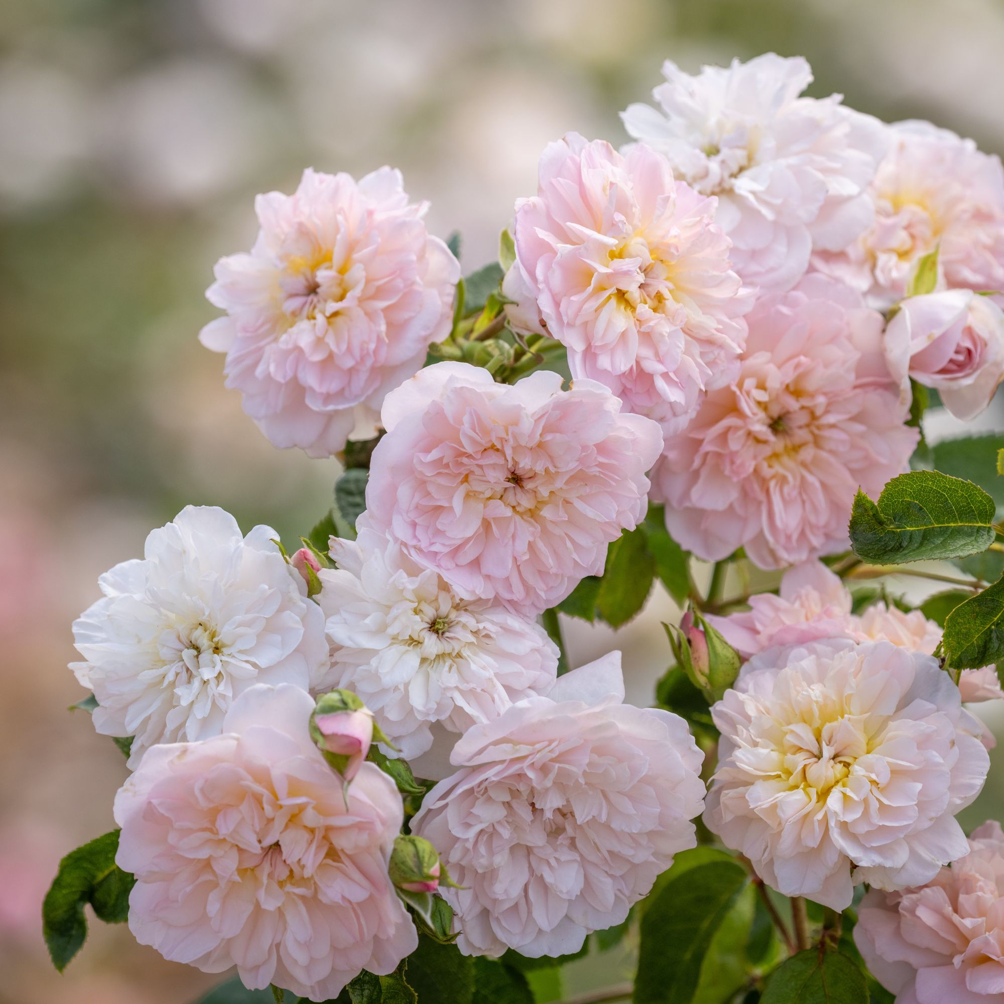 close up of pink roses