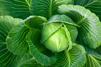 Large Green Cabbage