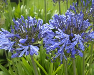 Blue agapanthus in flower
