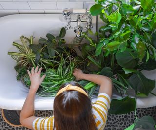 A woman places houseplants in a bathtub