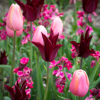 Erysimum (wallflowers) and tulips