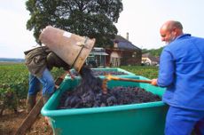 C&ocirc;te de Nuits 2020