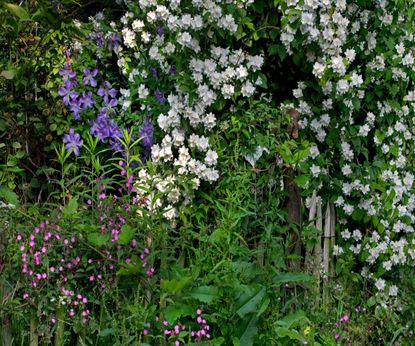 Best flowering hedges: 12 plants for beautiful boundaries | Homes & Gardens