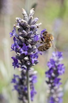 Bee On Purple Plant