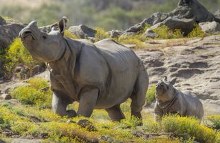 Greater one-horned rhinos at San Diego Zoo