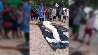 A mysterious white organic mass washed ashore