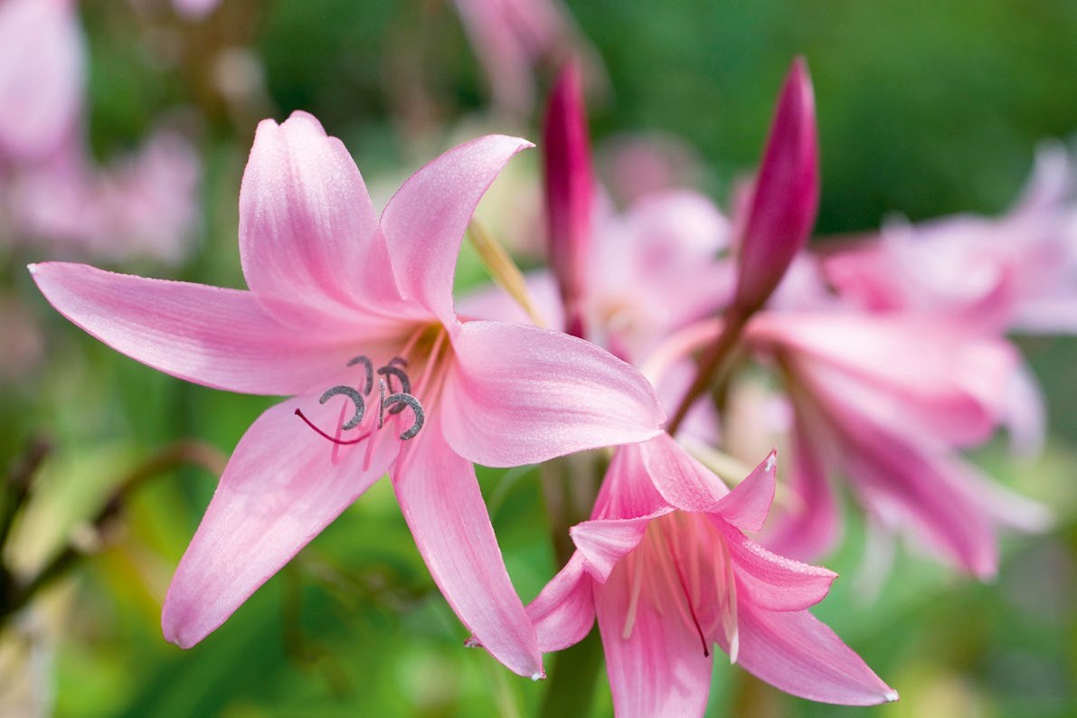 Crinum x powellii