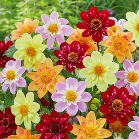 Garden State Bulb Multicolor Topmix Single Mix Dahlia Flower Bulbs, Spring Planting (bag of 4)