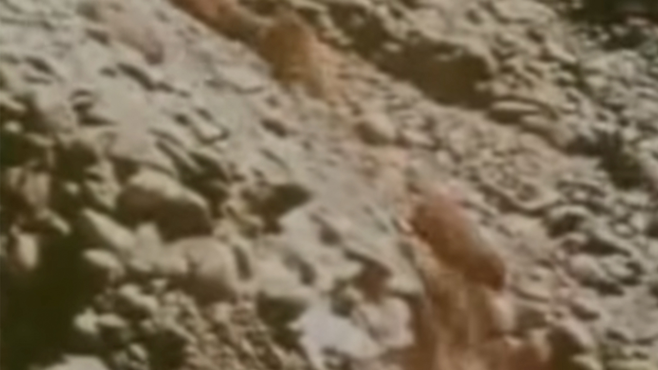 Lemmings falling down the cliff in White Wilderness
