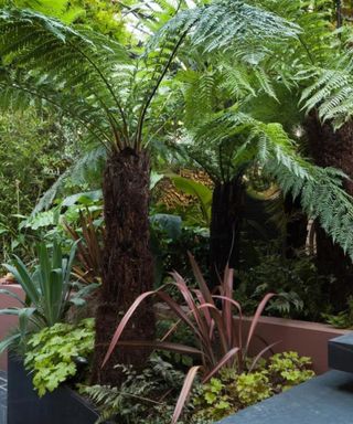 Patio garden at basement level showing slate steps, raised bed and powder-coated steel planter, with tree ferns, ferns, melianthus, phormiums, ornamental grass, banana and olive trees, bamboo and yucca.