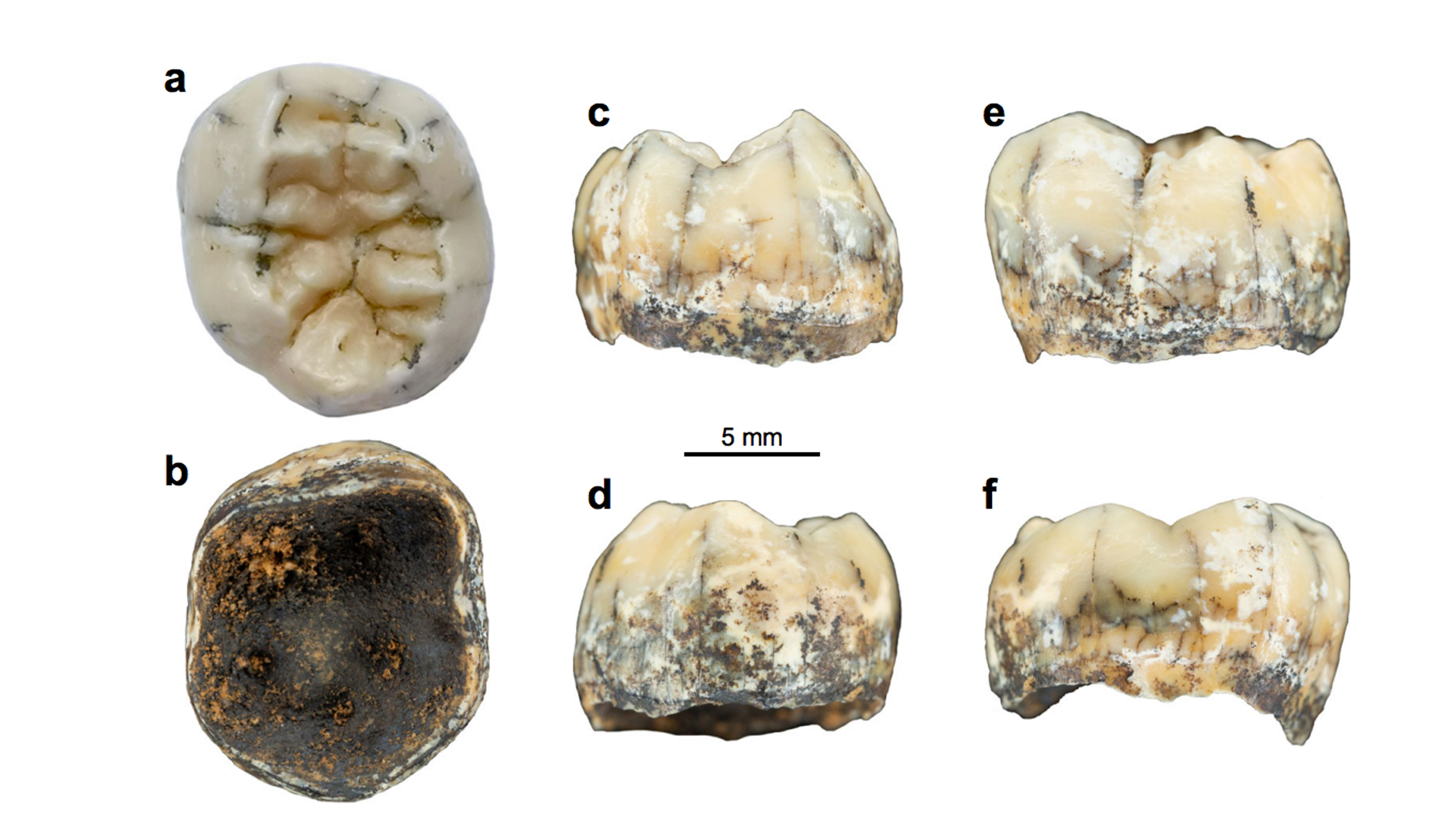 Who were the Denisovans? | Live Science